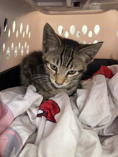 *MEGATON - Domestic Short Hair available for adoption