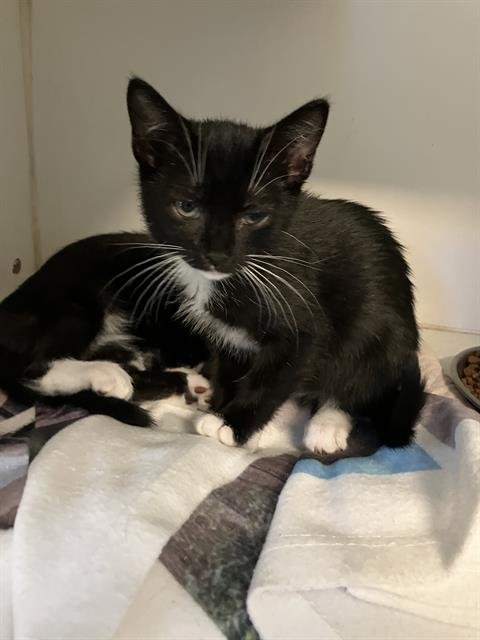 *LEGACY - Domestic Short Hair available for adoption