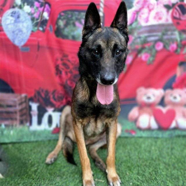 *MURDOCH - Belgian Shepherd Malinois available for adoption
