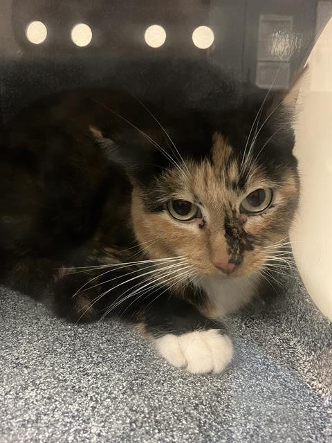 *JEN - Domestic Short Hair available for adoption