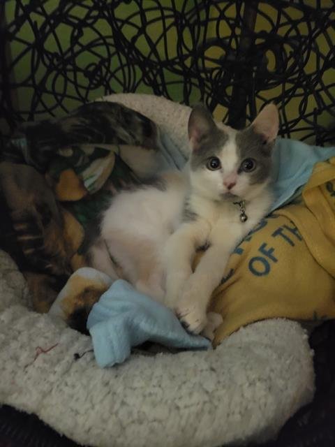 *PATITAS - Domestic Short Hair available for adoption