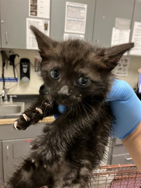 *TOM TOM - Domestic Short Hair available for adoption