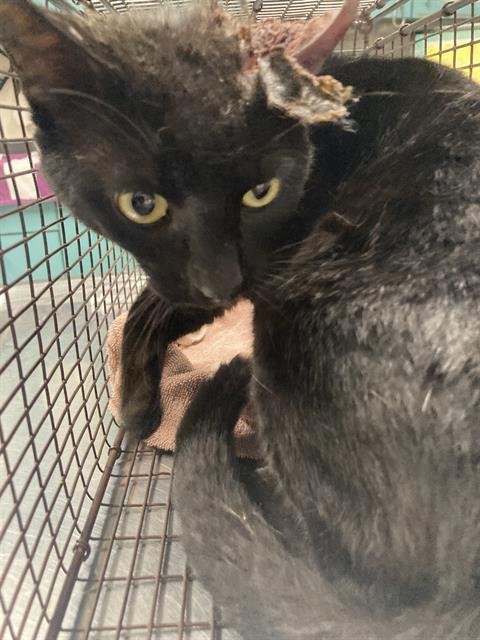 MIDNIGHT - Domestic Short Hair available for adoption