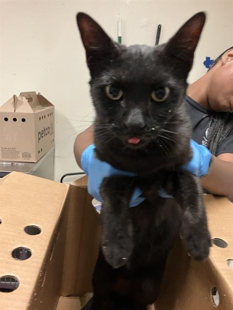 PRINCESS - Domestic Short Hair available for adoption