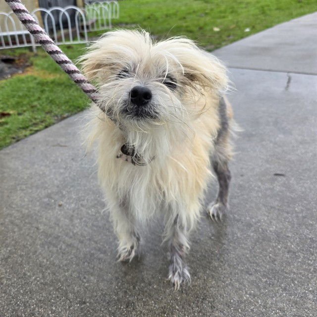 *BILLY - Maltese / Shih Tzu available for adoption