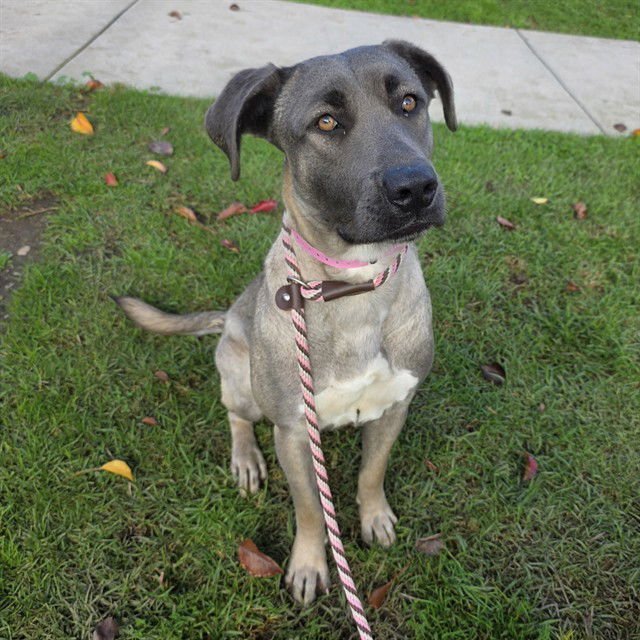 *LILLY - Mastiff / German Shepherd Dog available for adoption