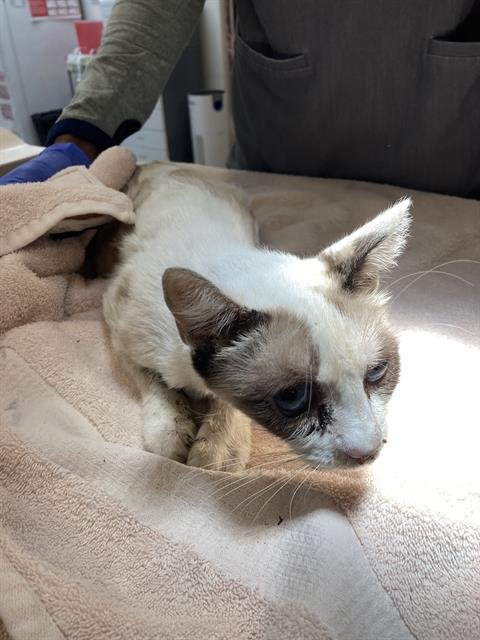 GYPSY - Siamese available for adoption