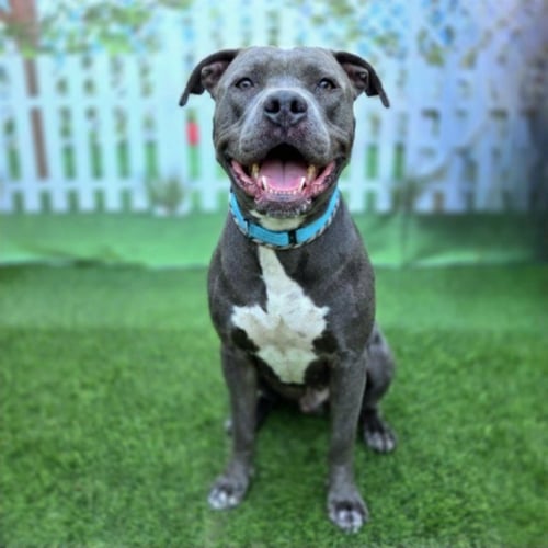 *JAMESON - Pit Bull Terrier available for adoption
