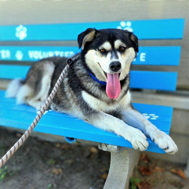 PLAYBOY - Siberian Husky available for adoption