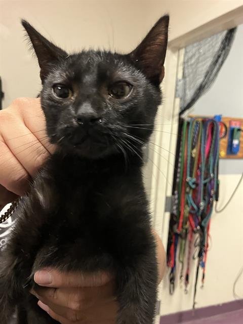 *CATDABRA Image