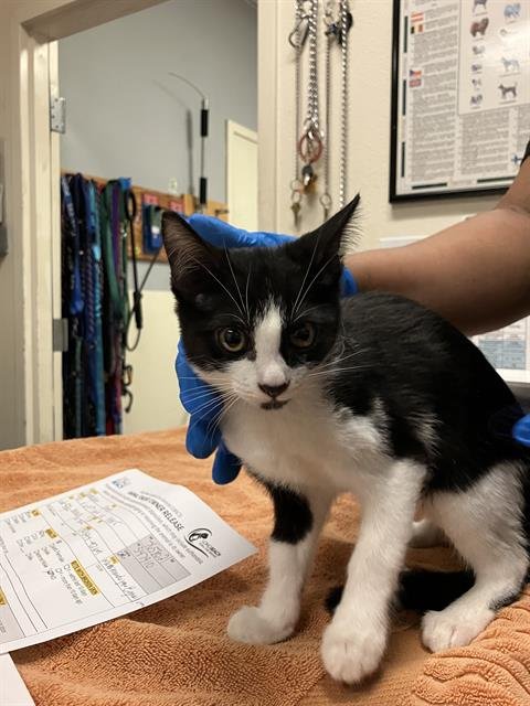 *MOLLY - Domestic Short Hair available for adoption