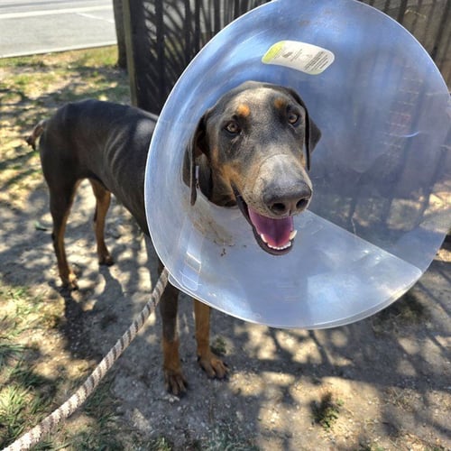 TANGO - Doberman Pinscher available for adoption