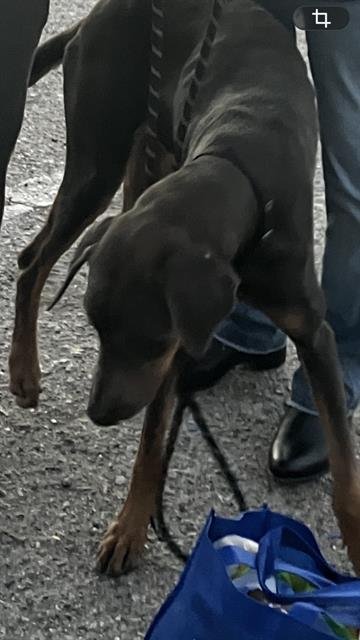 TANGO - Doberman Pinscher available for adoption