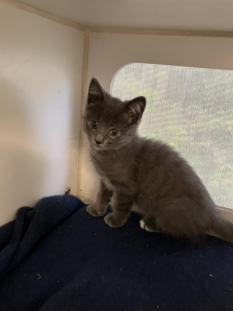 *RHOE - Domestic Short Hair available for adoption
