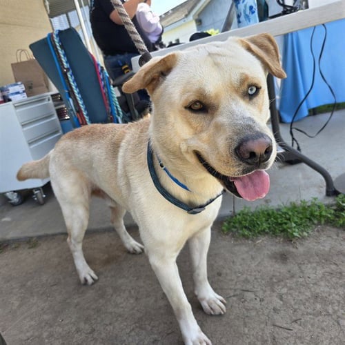 *JULIUS - Labrador Retriever / Siberian Husky available for adoption