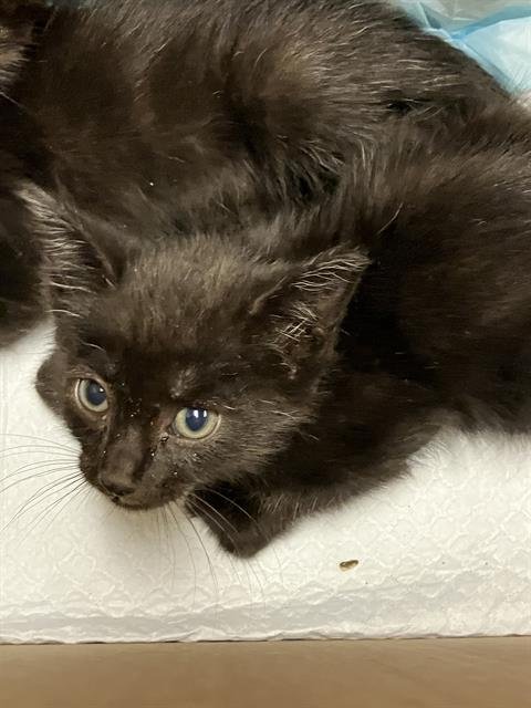*HOMELANDER - Domestic Short Hair available for adoption