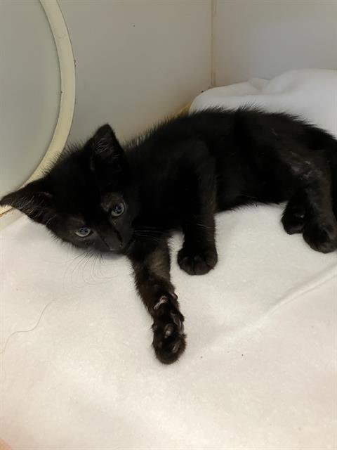 *HOMELANDER - Domestic Short Hair available for adoption