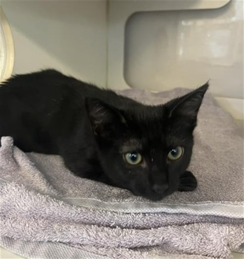 *HOMELANDER - Domestic Short Hair available for adoption
