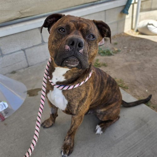 *MAMORU - Pit Bull Terrier / Boxer available for adoption