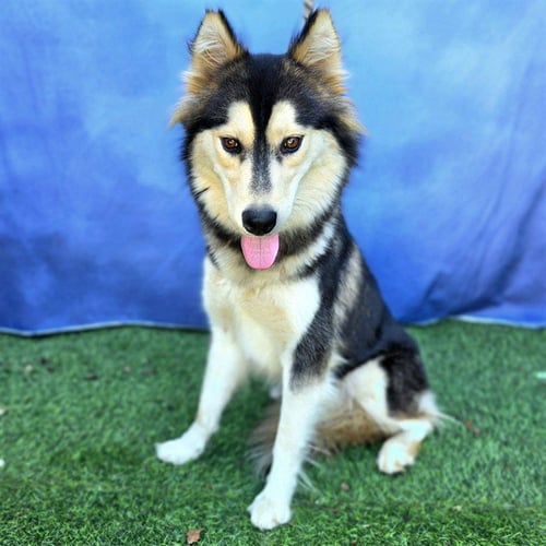 *HONEY - Siberian Husky available for adoption