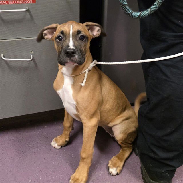*PETUNIA - Boxer available for adoption