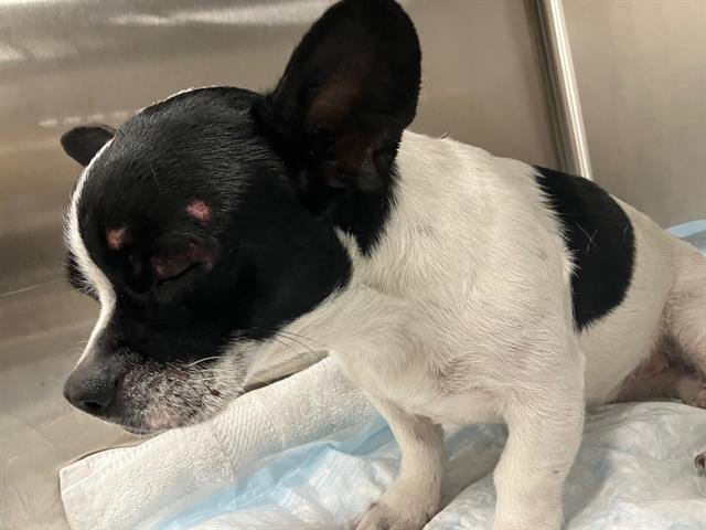 *CARLOTTA - Chihuahua available for adoption