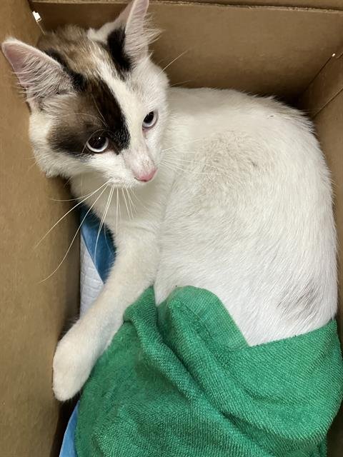 *BIG SAL - Domestic Short Hair available for adoption
