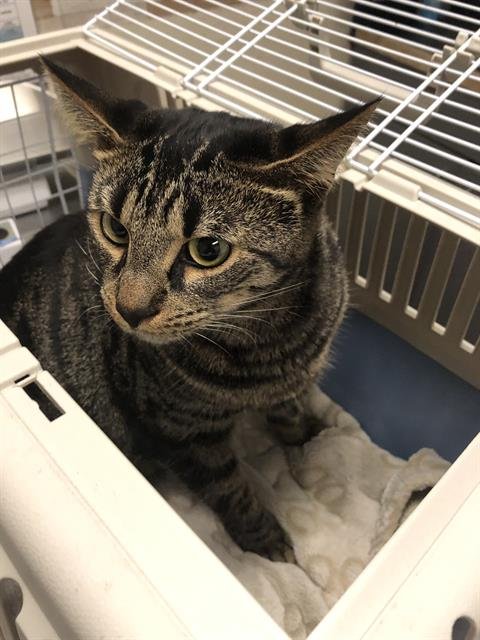 CHOM CHOM - Domestic Short Hair available for adoption