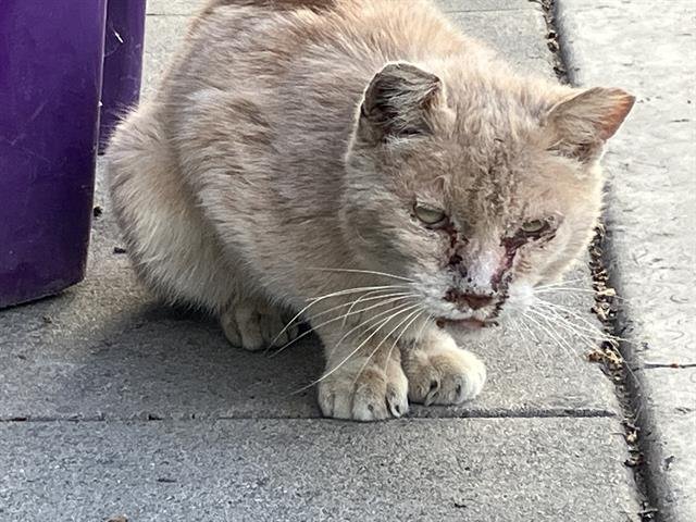 *MARSHALL - Domestic Short Hair available for adoption