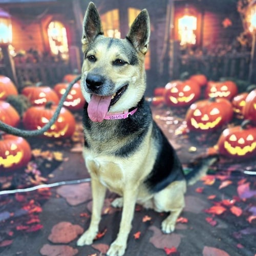 *JACKIE BOO - German Shepherd Dog available for adoption