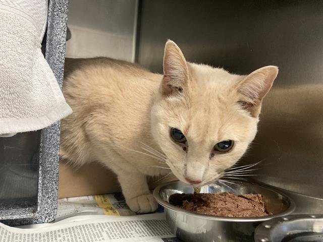 SOFIA - Domestic Short Hair available for adoption