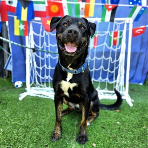 *CARL - Pit Bull Terrier / Rottweiler available for adoption