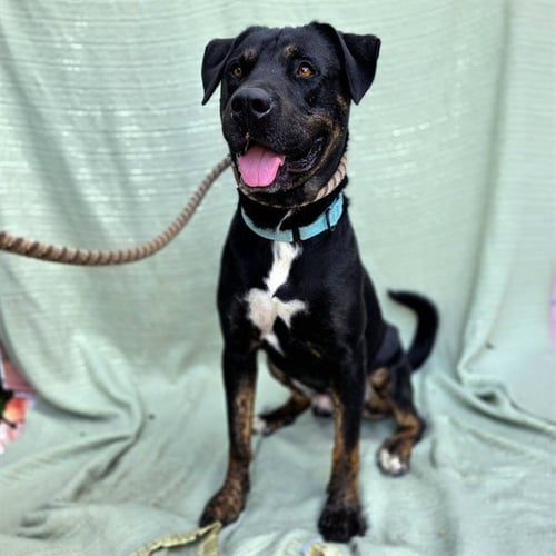 *CARL - Pit Bull Terrier / Rottweiler available for adoption