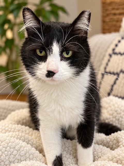 *BOOTS - Domestic Short Hair available for adoption