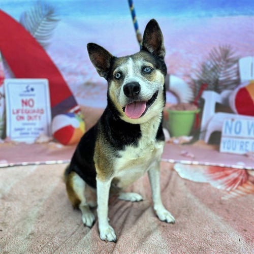 *SASHA - Siberian Husky available for adoption