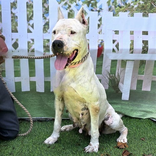 CANIA - Dogo Argentino available for adoption