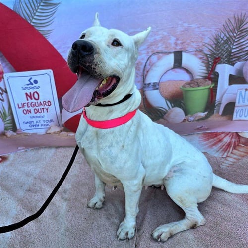 CANIA - Dogo Argentino available for adoption