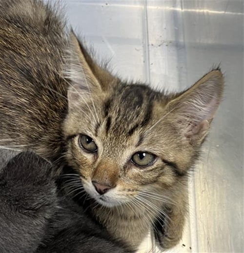 *BISCUIT - Domestic Short Hair available for adoption