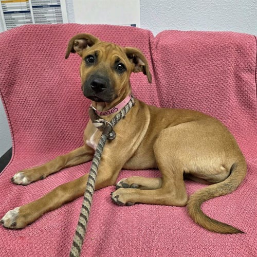 *CARAMEL APPLE POP - German Shepherd Dog / Pit Bull Terrier available for adoption