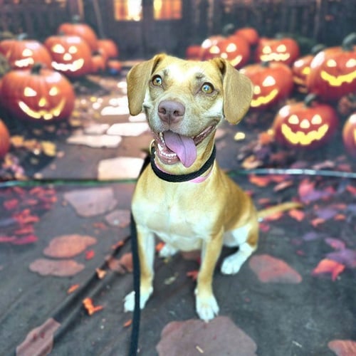 *ABILENE - Beagle available for adoption