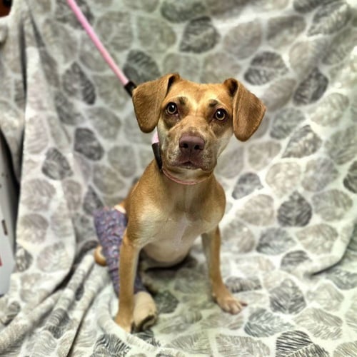*ABILENE - Beagle available for adoption