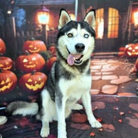 KODA - Photo 1