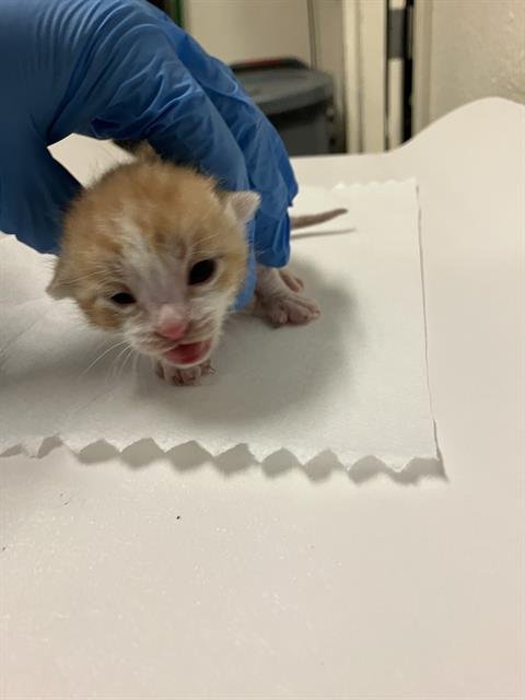 *TANGERINE - Domestic Short Hair available for adoption