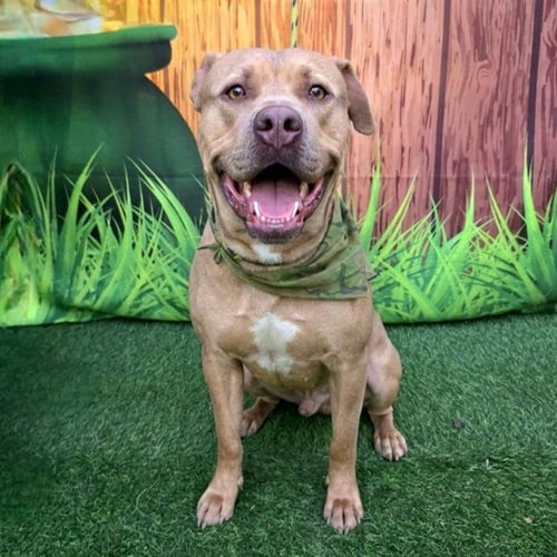 TRUTH - Pit Bull Terrier available for adoption