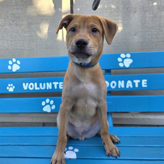 *GOLDIE - Labrador Retriever / Golden Retriever available for adoption