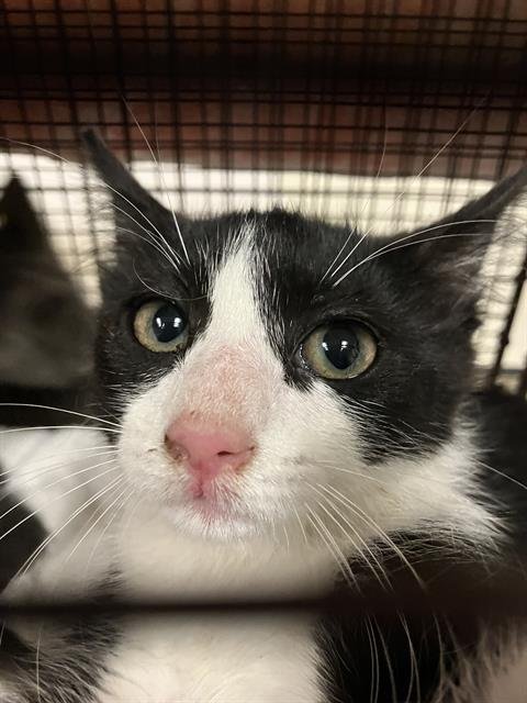 A761159 - Domestic Short Hair available for adoption