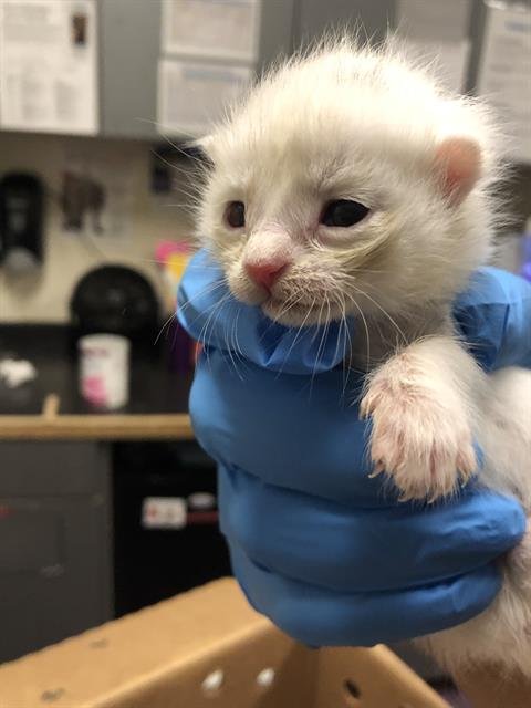 *TILDA - Domestic Short Hair available for adoption