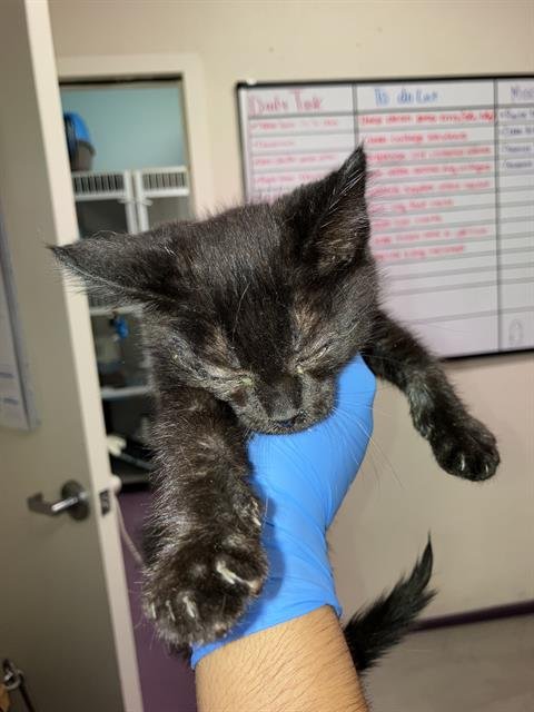 *ALBERT - Domestic Short Hair available for adoption