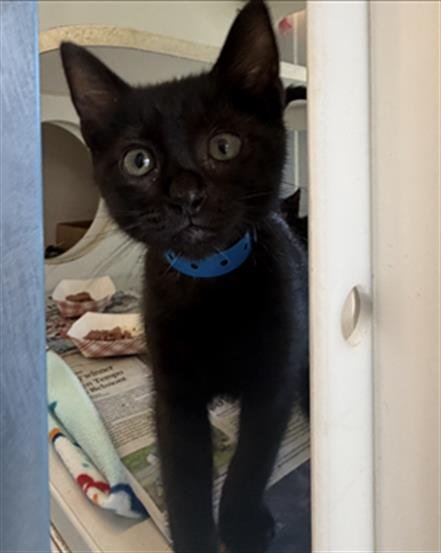 *TENZIN - Domestic Short Hair available for adoption