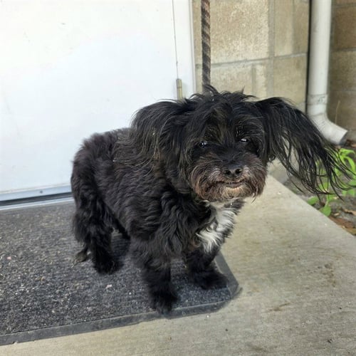 *HARPER - Lhasa Apso available for adoption